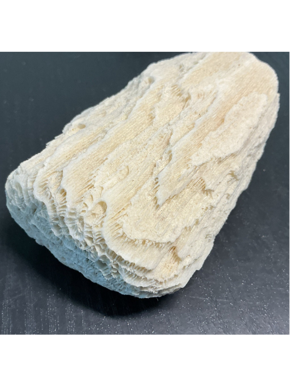 Natural Fossil Coral Specimen 4” Colonial Coral Display Rock, Unpolished.